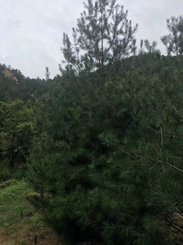 6米精品白皮松基地