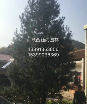 陕西8米白皮松基地