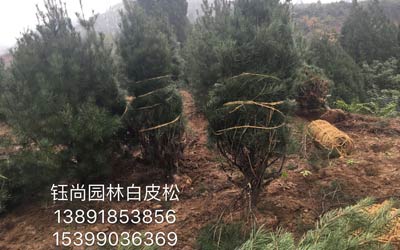 精品白皮松供应
