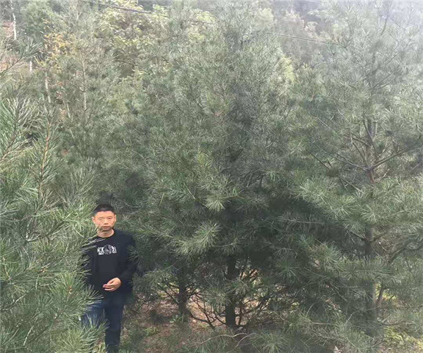 白皮松10米市场价格