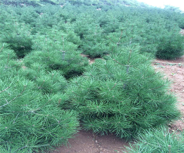 1米白皮松