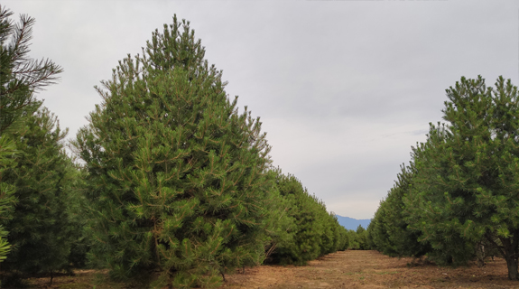 藍田白皮松苗木成為綠化界的“保護神”
