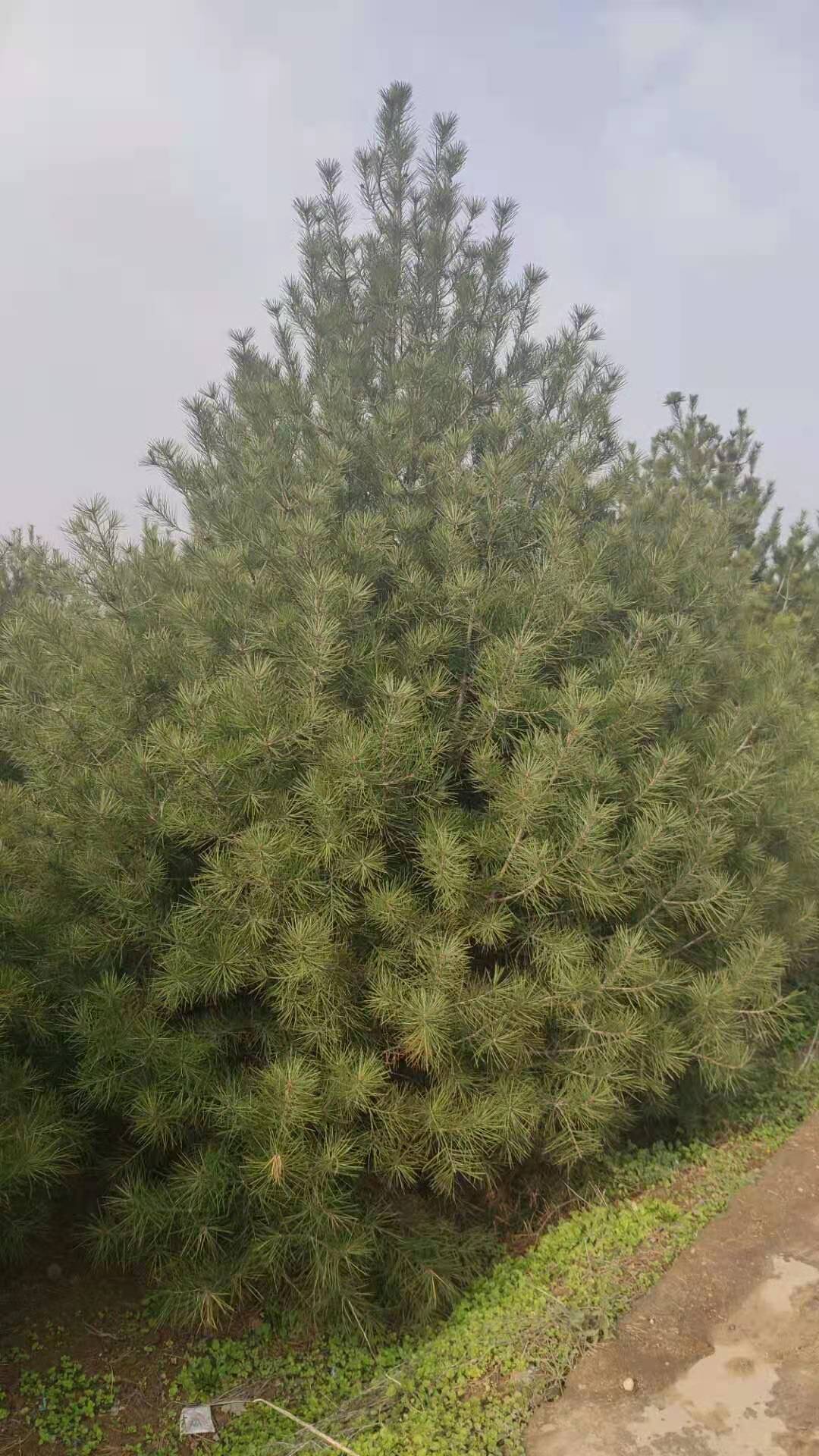 蓝田白皮松基地