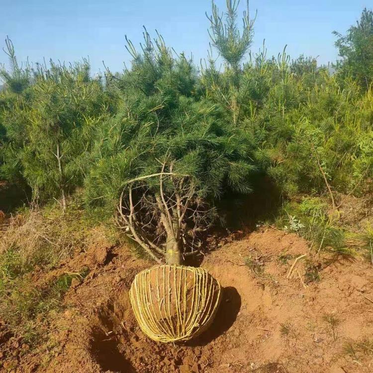 低洼土地能夠種植白皮松嗎？