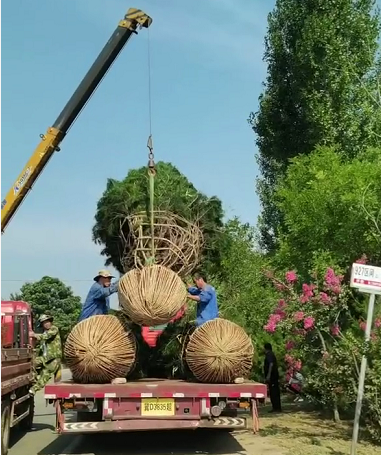 白皮松基地