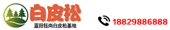 蓝田钰尚白皮松苗木基地