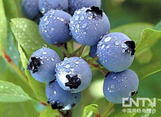 西安昌岳生产销售蓝莓提取物，花青素