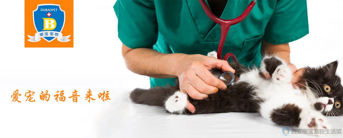 西安宠物医院轻松治疗宠物常见疾病