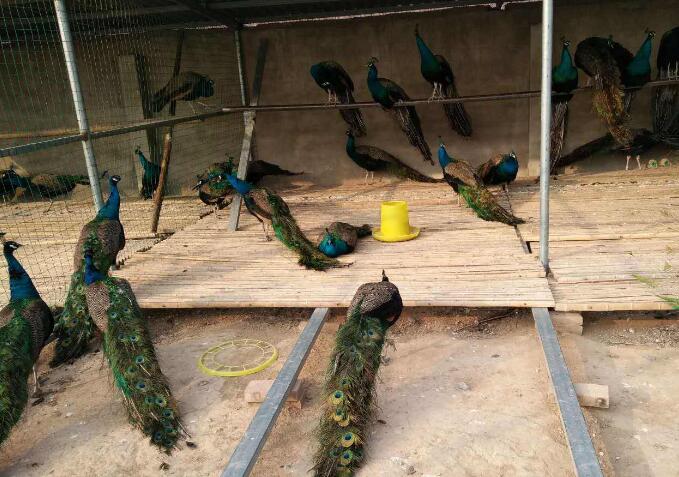 藍孔雀養殖