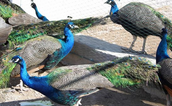 陕西孔雀养殖基地对于孔雀如何进行消毒预防呢?