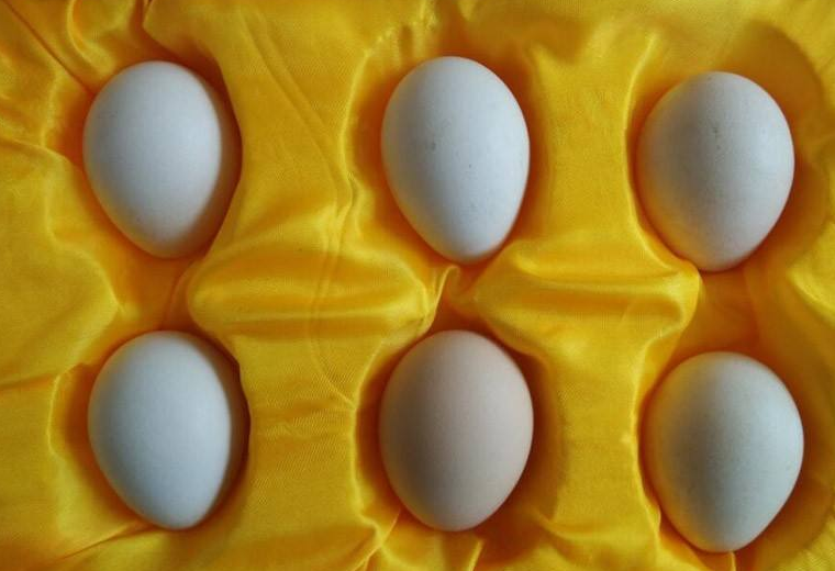 陕西孔雀蛋最全面，最权威的的营养价值！