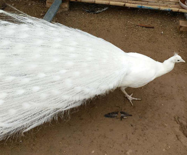 陕西白孔雀的生活习性全面分析，制定出详细的白孔雀养殖方案！