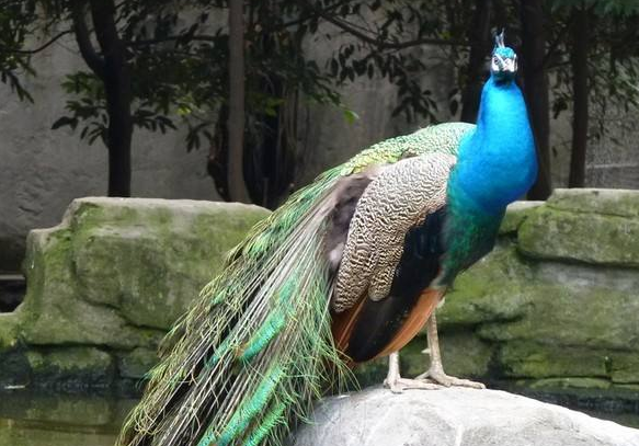 你会区分蓝孔雀和绿孔雀吗？那么陕西孔雀基地教你如何区分吧！