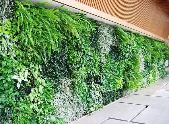 【植物墙做法】室内植物墙做法有很多,但基本的三个步骤一定要知道！
