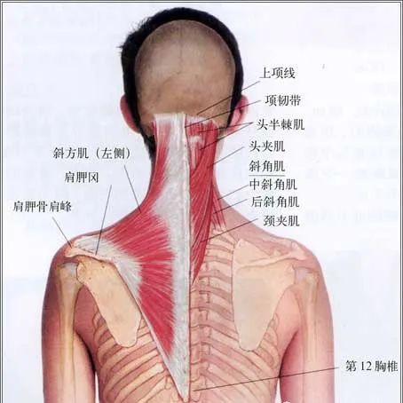 “内热针技术”颈部疼痛的相关解剖分析