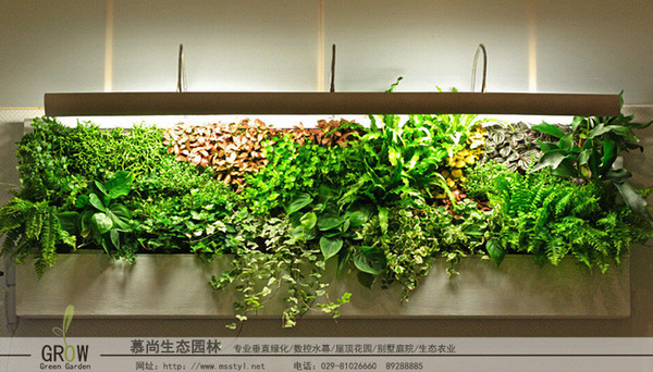 植物墙,植物墙种植,立体绿化,西安植物墙,西安植物墙种植,西安立体绿化