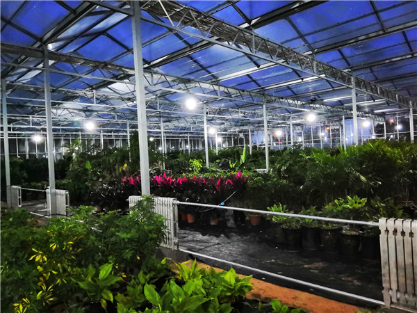 綠植花卉培育連棟玻璃溫室