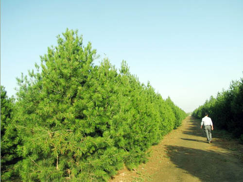 5米白皮松树