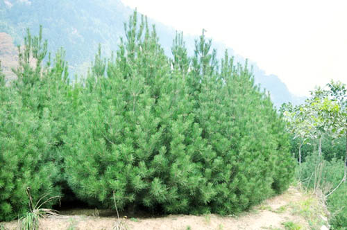 苗木种植技术人员分享白皮松对生长环境的要求