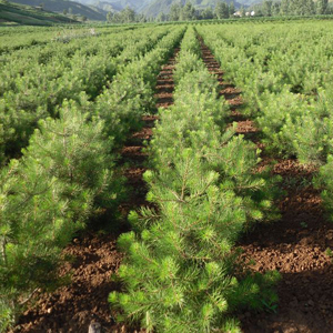 ​苗木种植技术知识百科：白皮松养殖管理方法有哪些