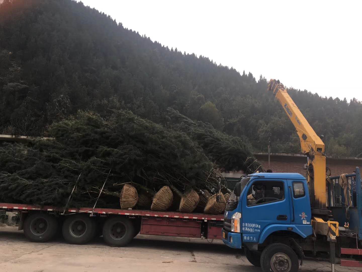 3米白皮松装车发往北京及苗木运输注意事项
