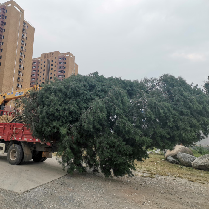 白皮松在栽种的过程中怎样应对梅雨天气？