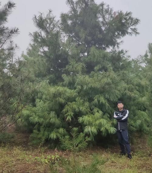 蓝田白皮松产生假活状况的原因是什么