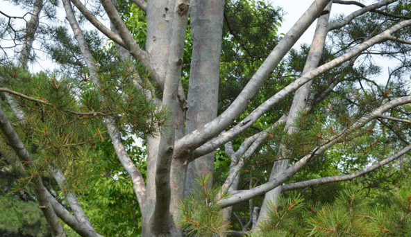 白皮松的纯白色树皮能够产生的原因