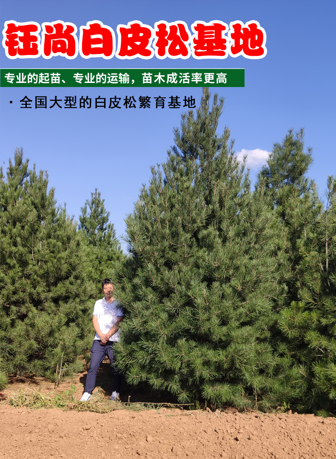 白皮松
