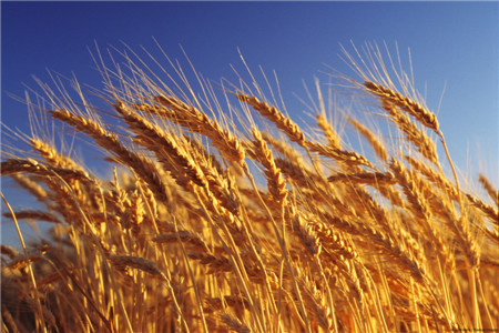娄烦农产品厂家总结荞麦米的功效与作用
