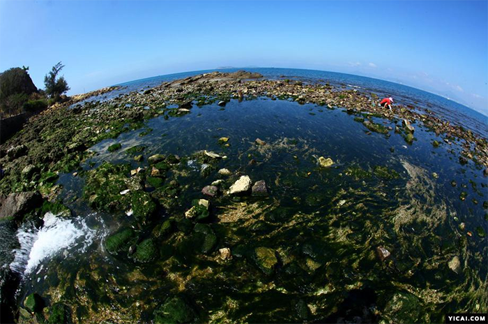 海洋生物科技发起绿色革命，淘气贝比助力水环境保护