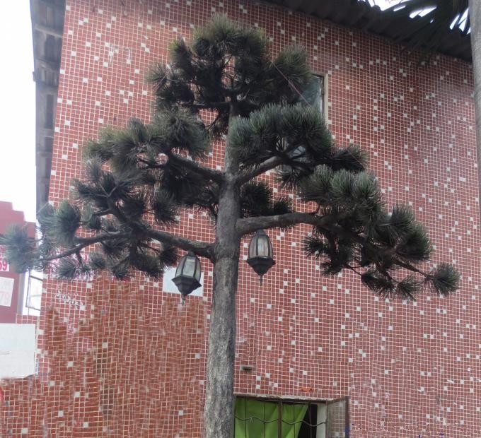 假松树