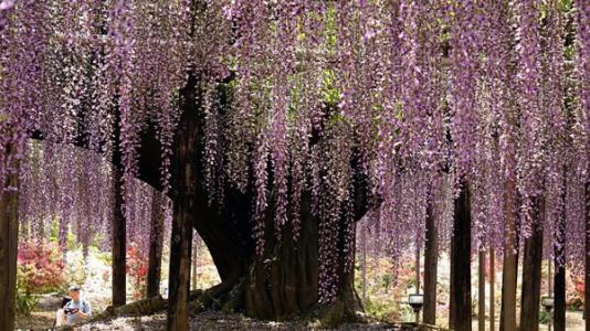 人造藤花树