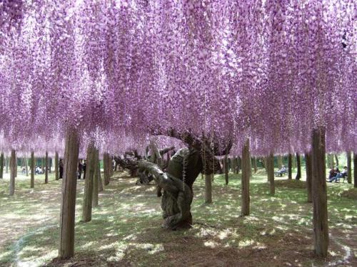 藤花仿真树