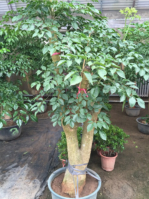 幸福树