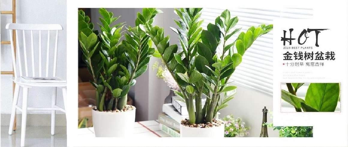 这几种盆栽绿植养在室内，吸毒气助睡眠，让你一觉到天亮！