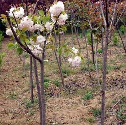 泰安樱花基地介绍樱花苗圃是苗木生长的关键基础