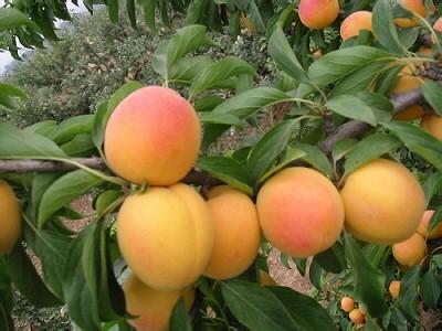 山东早晚香蜜杏树小苗价格厂家批发各种优质杏苗