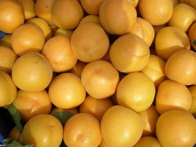 山东新世纪杏树苗价格基地常年批发各类杏树苗