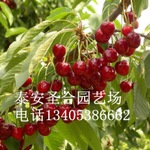 泰安大红袍花椒苗厂家讲解大红袍花椒营养分析