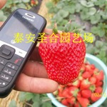 山东红颜草莓苗厂家为您讲解盆栽草莓种植技术及注意事项
