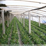 红颜草莓苗供应基地培育无公害草莓苗让消费者吃上健康草莓