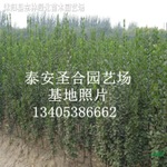 大叶黄杨树苗常用作绿篱材料按所需造型的高度修剪