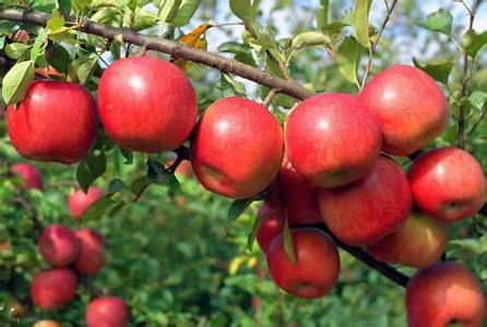 山东苹果苗基地长年对外批发各种优质早熟苹果苗