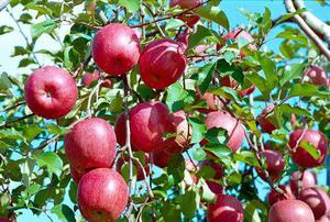 山东苹果苗基地告诉我们如何分辨红富士苹果苗的方法
