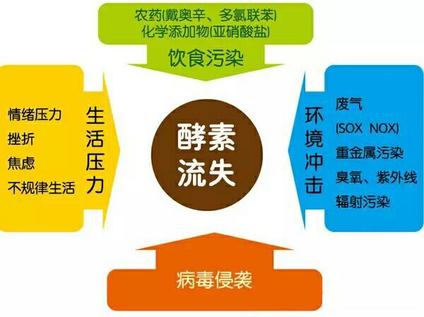 大连酵晨蓝莓酵素——进入体内后会被肠胃所破坏吗？