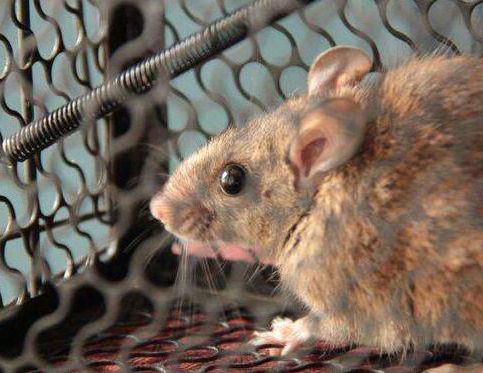 新津灭鼠商家介绍用粘鼠板灭鼠要注意其摆放位置