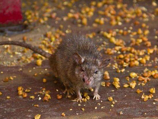 新津灭鼠商家介绍老鼠最怕它, 放一桶在老鼠会越来越少?