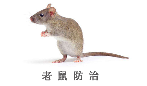 新津灭鼠商家介绍鼠类危害及防控措施