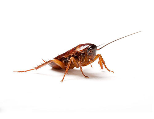 成都灭白蚁专家对除蟑螂的药械选择